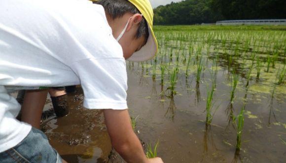 グリーンキッズ湘南(神奈川県・その他)の保育士求人イメージ2